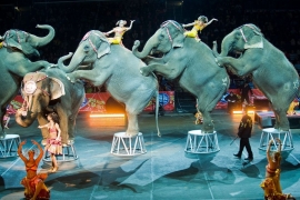 Ελέφαντες τσακώνονται σε τσίρκο και οι θεατές τρέχουν να σωθούν [vid]