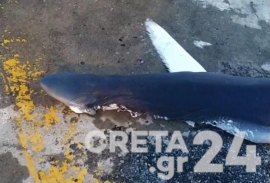 Κρήτη: Έβγαλαν καρχαρία από το λιμάνι του Ηρακλείου