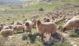 Απίστευτο περιστατικό στο ποδοσφαιρικό γήπεδο Γερανίου Ρεθύμνου